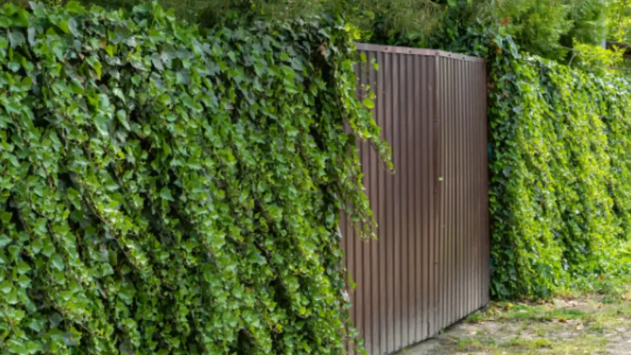 Piante che decorano muri e cancelli