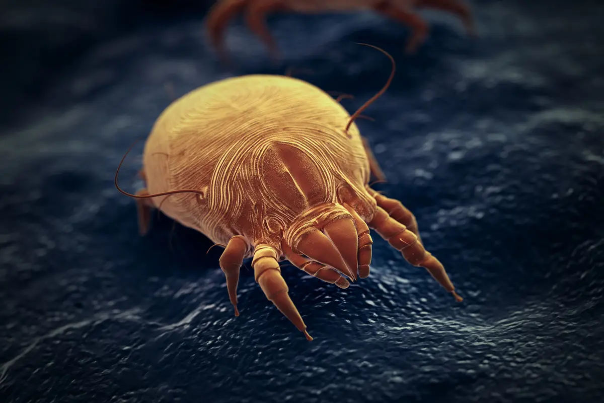 Come sbarazzarti degli acari senza prodotti chimici: il rimedio naturale più potente